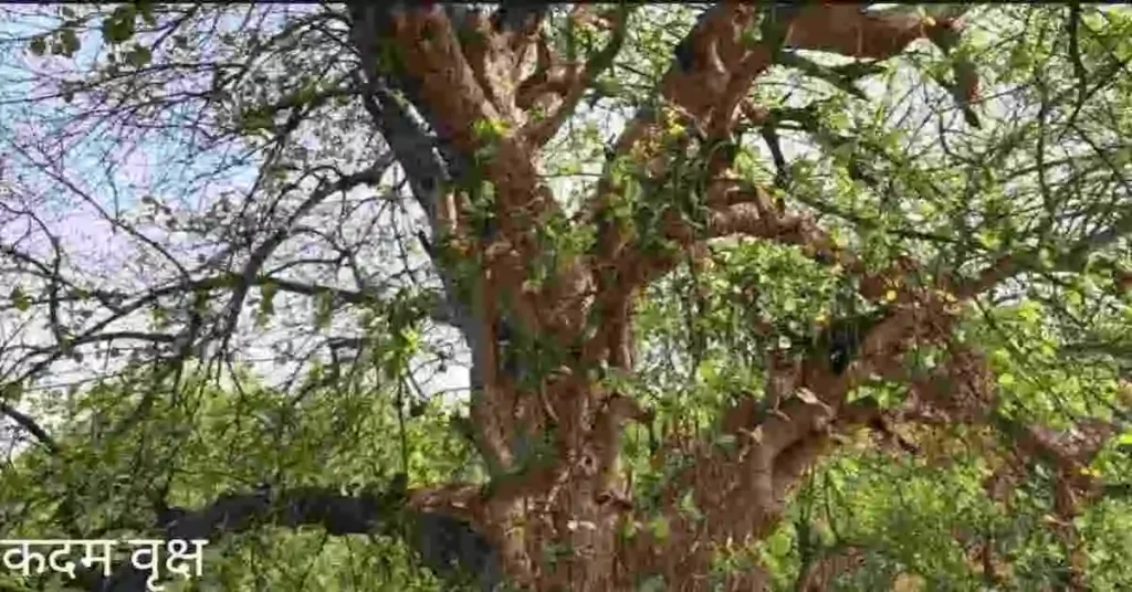 गई बहोर गरीब नेवाजू। सरल सबल साहिब रघुराजू।।